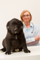 Female veterinary and black labrador puppy