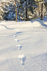 Winter in the finland