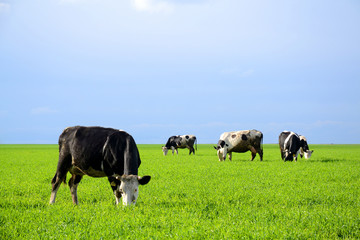 Cows are grazed on a meadow
