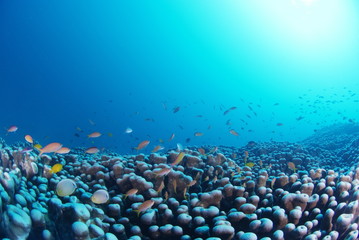 コモンシコロサンゴに群れる魚
