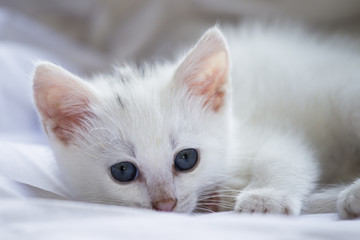 A baby white cat with big eyes blue