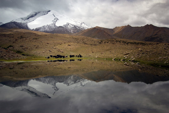Mountain lake  and snow mountain any Yak in background