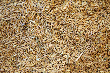 rice seed background