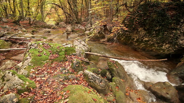 The mountain river in the autumn and the turned yellow wood