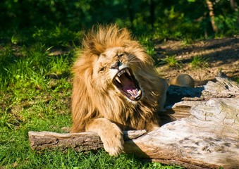 Le lion d& 39 Angola rugit (Panthera leo bleyenbergi)