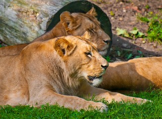 Angola lioness sisters