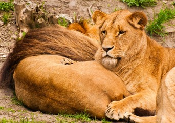Lion family
