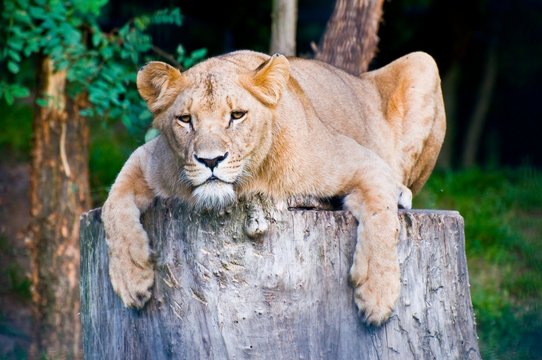 Angola lioness lies on the big stump (Panthera leo bleyenbergi)