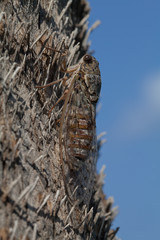 Zikade am Baum, gut getarnt