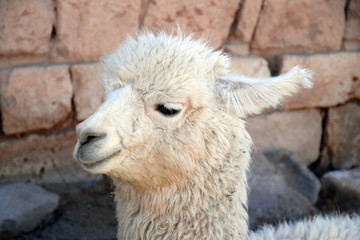 lama 2 © gparigot