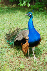 Obraz premium Peacock