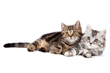 British kitten on white background