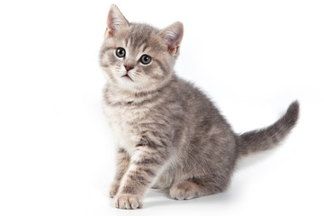 British kitten on white background