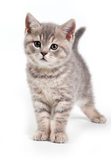 Fototapeta na wymiar British kitten na białym tle