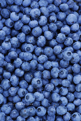 Blueberry background