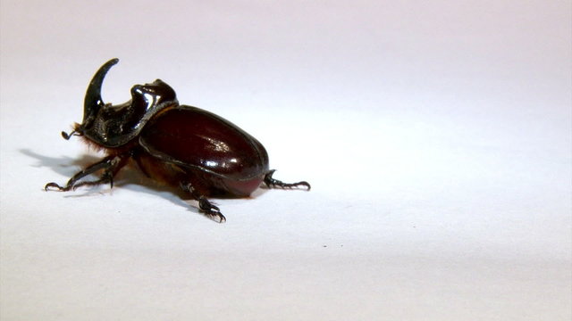 Rhinoceros beetle, isolated on white background