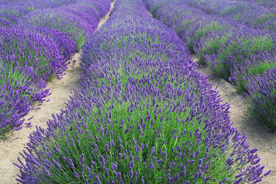 Rows of Lavender Plants in a Field