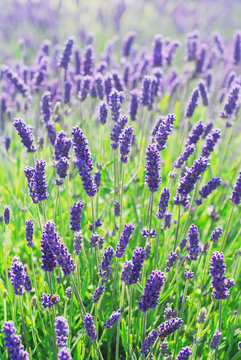 Lavender Flowers Blooming in a Field