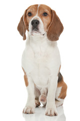 beagle dog