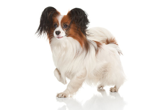 papillion dog