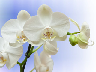 Naklejka na ściany i meble Closeup of orchid flower