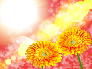 Gerber flower on lighten background