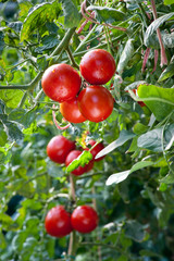 Growing ripe Tomatoes