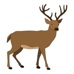 animal - deer, vector