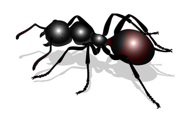 bug - forest ants isolated on white background , vector