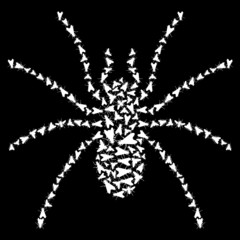 Fototapeta na wymiar insect spider