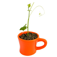 Young tree in pot orange