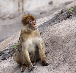 Barbary Ape