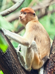 Proboscis monkey