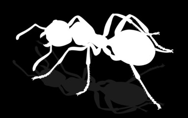 bug - forest ants isolated on white background , vector