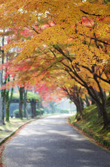 Fototapeta na wymiar Jesienne liście Himeji Zamek księżniczki górskim parku