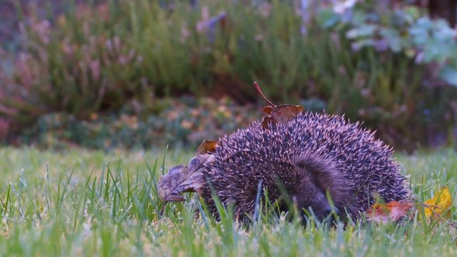 Igel