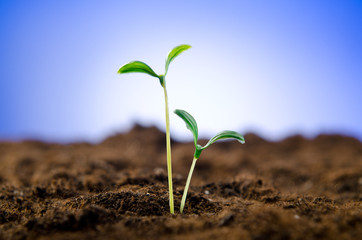 Green seedlings in new life concept
