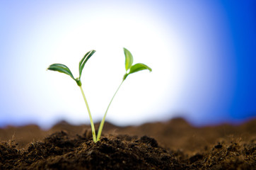 Green seedlings in new life concept