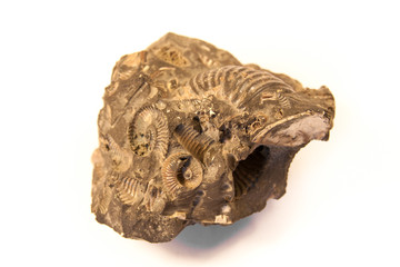 shell fossil