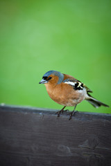 Male chaffinch (Fringilla coelebs)