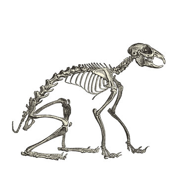 Squelette de lapin