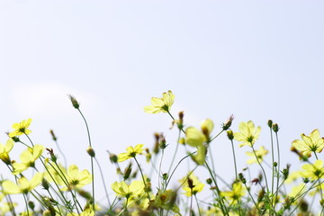 黄色いコスモス