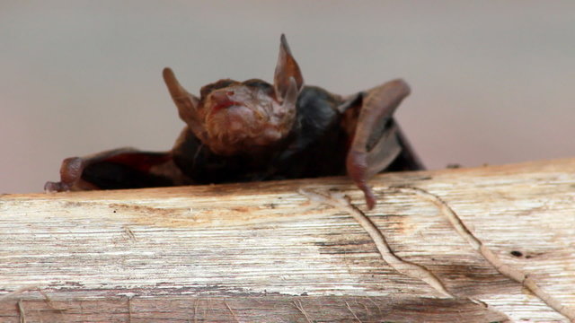 Wet fruit bat on a log