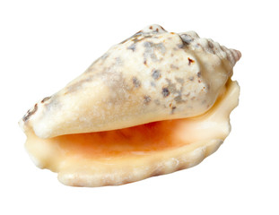 seashel sea life marine