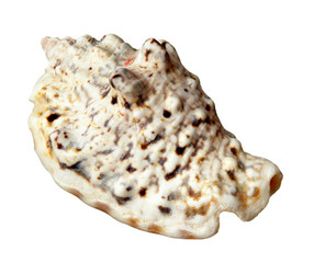 seashel sea life marine