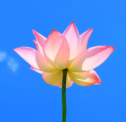 Pink lotus