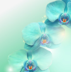 flower Orchid background - 37438633