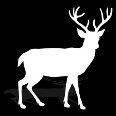 animal - deer, vector