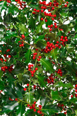 Holly with red berries background.