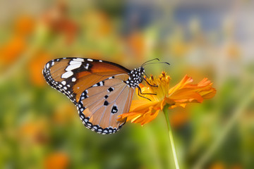 Fototapeta premium Butterfly flowers.